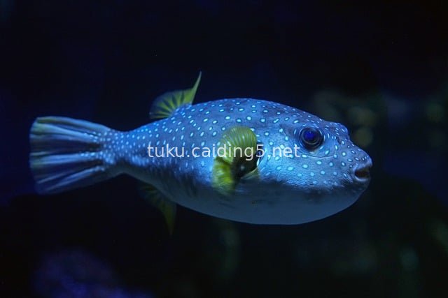 Tropical Pufferfish Against Blue Background - Aquarium Underwater Creature