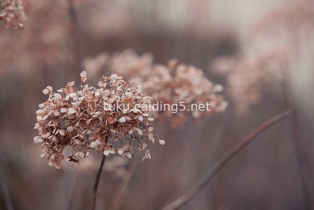 Winter Withered Hydrangea - Serene Natural Flower Material for Gardens