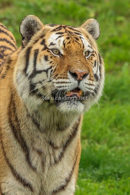 Close-Up of a Tiger: The Majestic Posture of a Wild Jungle Beast