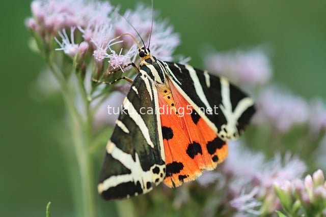 Spanish Flag Moth Resting on Pink Flowers: Close-up of Vibrant Wings in Nature