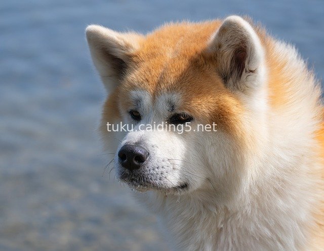 Close-up of Cute Fluffy Akita Dog by the Water in Outdoor Scene