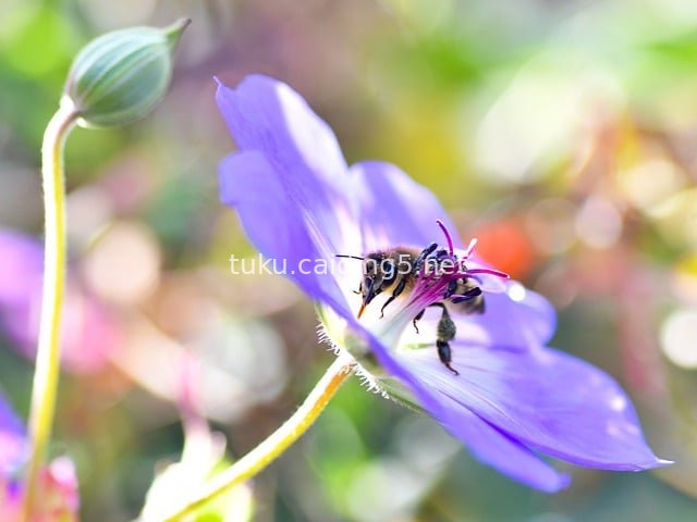 Natural Ecological Scene: Bee Pollinating on a Purple Flower
