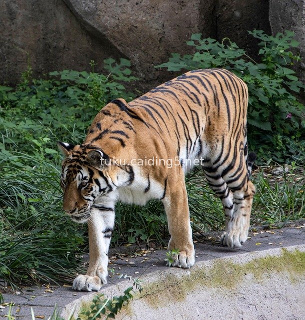 Tiger Walking in the Jungle: Real Shot of a Wildlife Predator