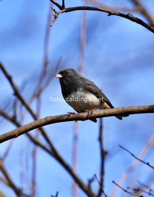 Snow Bunting (Plectrophenax nivalis) Perched on Bare Branches Against Blue Sky - Natural Wildlife Scene