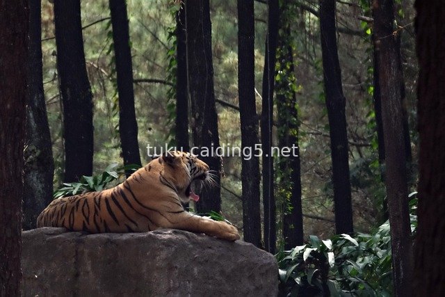 Bengal Tiger on Jungle Rock - Wildlife Predator Scene