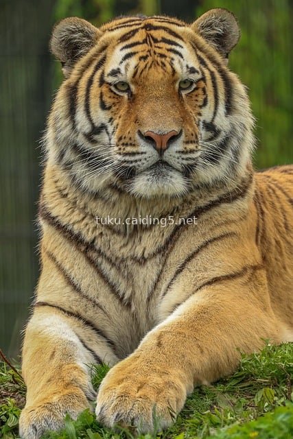Majestic Tiger Resting on Grassland | HD Wildlife Image