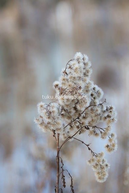 Close-up of Dry Winter Plant with Fluffy White Fuzz in Natural Landscape