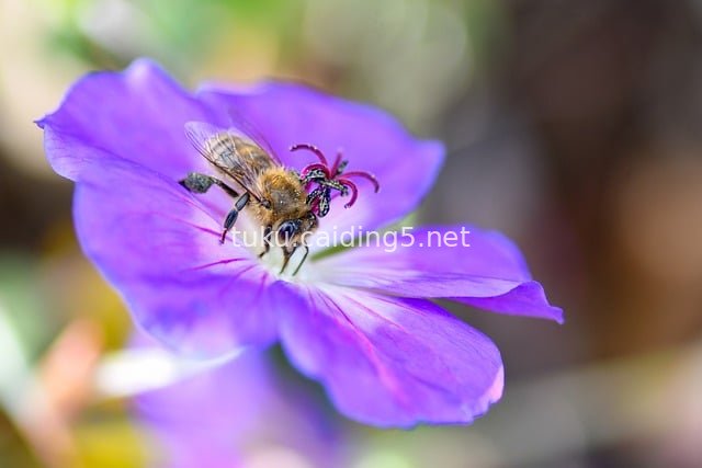 Close-up of a Bee Pollinating & Foraging on Purple Flowers: A Natural Ecological Moment
