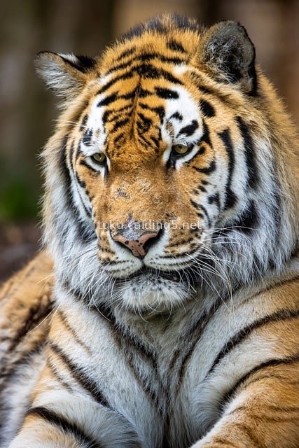 Close-Up of a Majestic Tiger: The Dominant Aura of the Jungle King