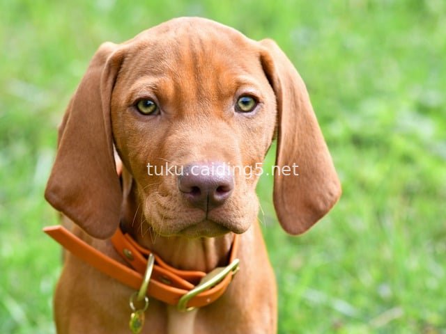 Cute Close-Up Portrait of Hungarian Vizsla Puppy
