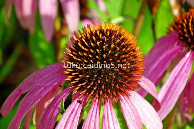 Purple Coneflower in Full Bloom in a Summer Garden - Natural Flower Close-Up