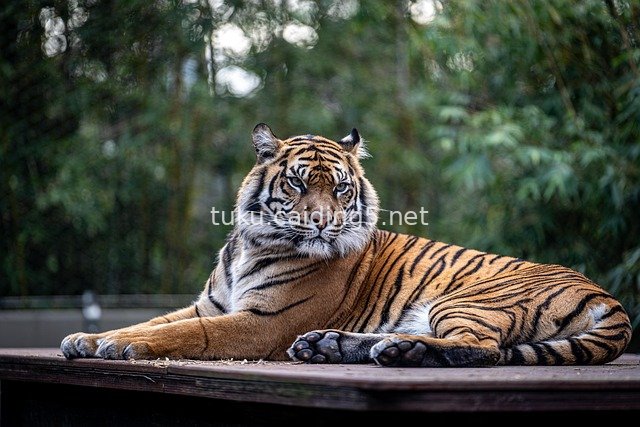 Majestic Tiger Resting on a Forest Platform – Wildlife Photography