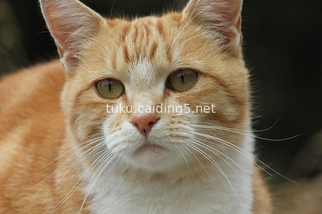 Close-Up Portrait of a Cute Orange-and-White Pet Cat