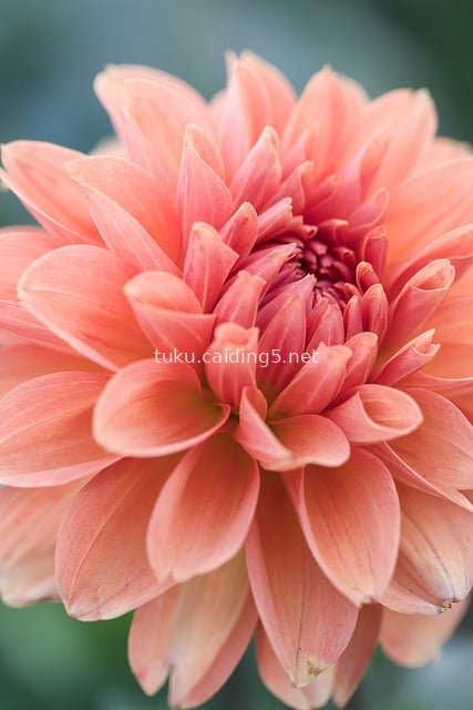 Macro Close-Up of a Delicate Pink Dahlia in Natural Graceful Bloom