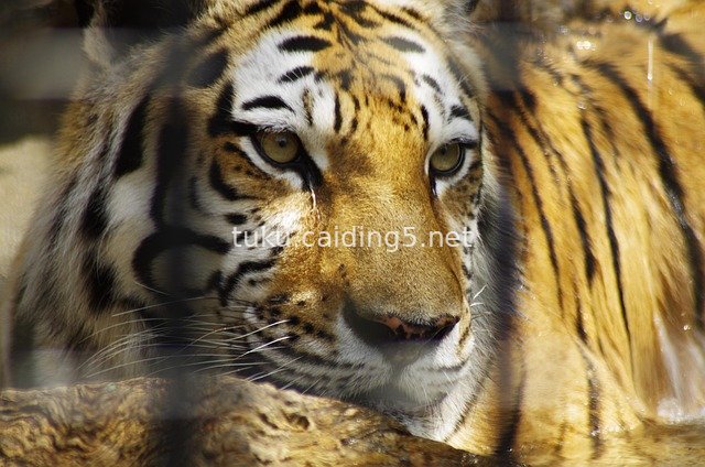 Close-up of a Bengal Tiger at Ube Zoo in Japan on a Summer Day