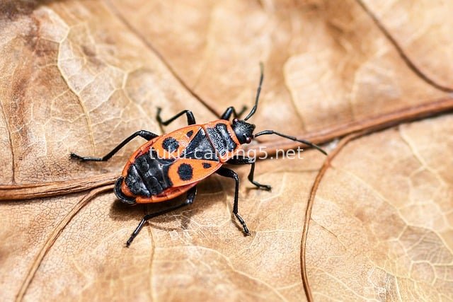 Macro Close-Up of a Red-Black Beetle: A Tiny Natural Creature on Dry Leaves