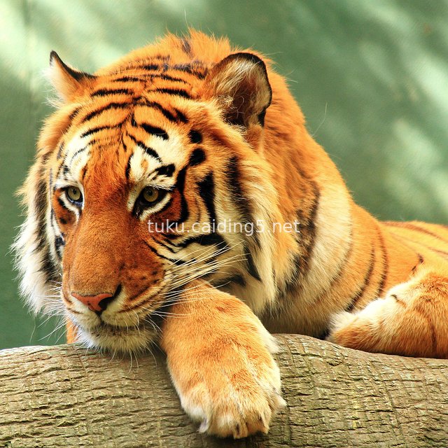 Majestic Tiger Perched on a Tree Trunk Showcasing the Wild Beauty of Wildlife