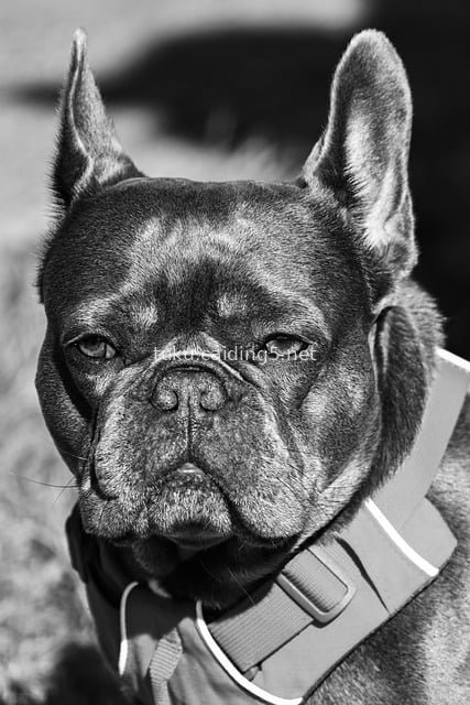 Black and White Outdoor Portrait of a French Bulldog | Cute Pet Photography Material