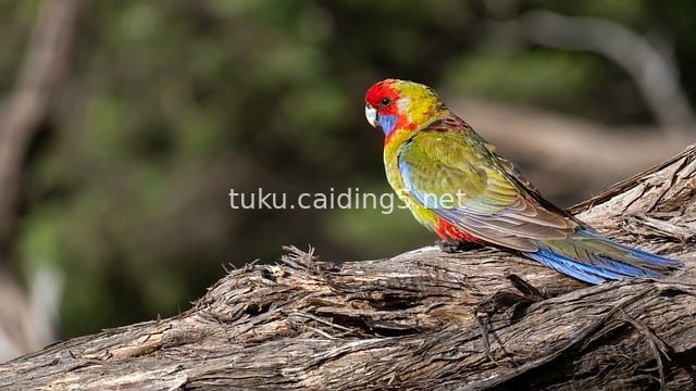 Colorful Crimson Rosella Perched on a Weathered Tree Stump - Wild Bird