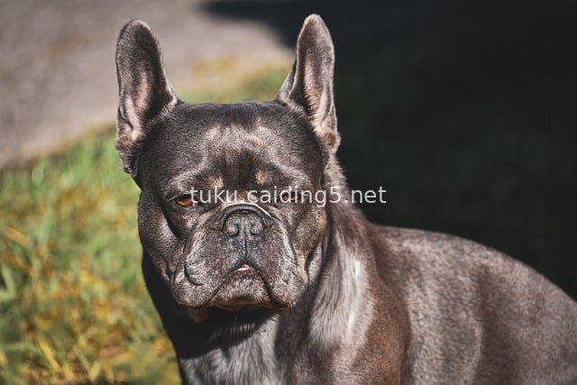 Outdoor Portrait of a Dark Gray French Bulldog | Cute Pet Dog Photography