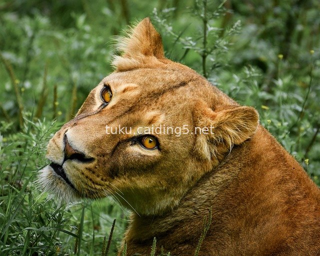 Close-up of a Lioness's Head - Grassland Wildlife and Natural Ecology Image