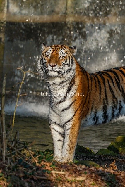 Majestic Tiger in a Wild Natural Moment by the Waterfall