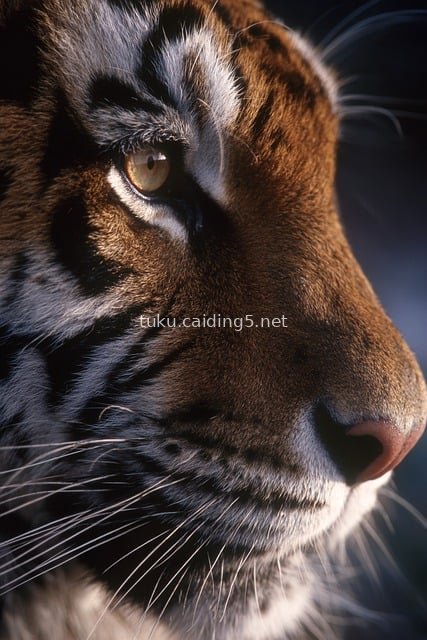 Close-Up Facial Portrait of a Tiger: Natural Moment of a Wild Feline