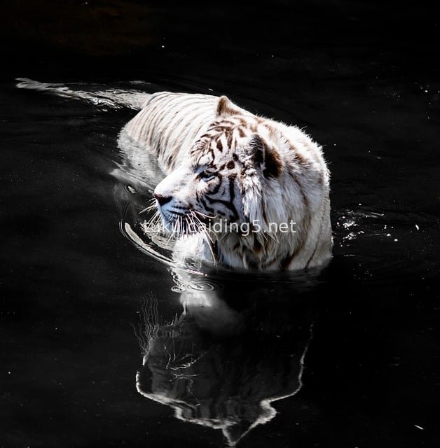 Elegant White Tiger Swimming in Water: The Natural Beauty of Rare White Tigers