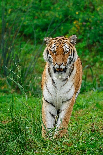 Wild Bengal Tiger Strolling Through Green Jungle – Close-up of Feline Predator