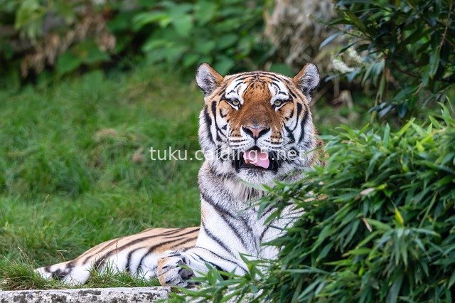 Resting Tiger in the Wild - High-Definition Close-Up of a Large Feline
