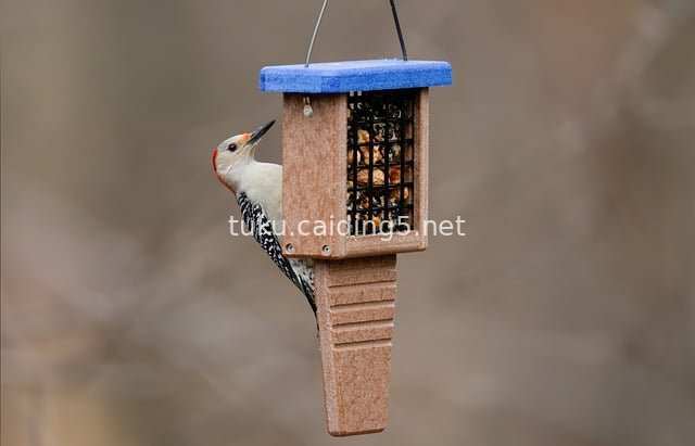 Red-capped Woodpecker Feeding at Bird Feeder – Natural Wildlife Scene