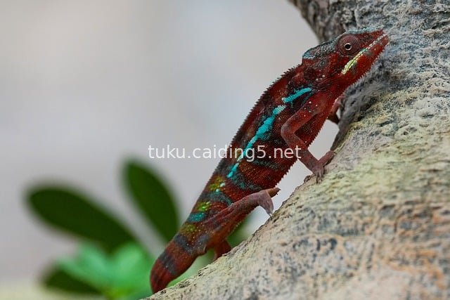 Red and Blue Chameleon Perched on a Rock – Close-up of Wild Nature