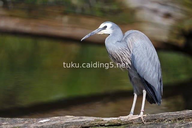 White-faced Heron Perched by the Pond – Natural Wildlife Scene