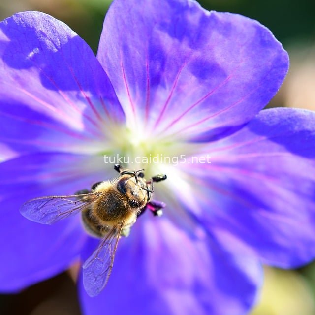 Macro View of a Bee Pollinating Purple Geranium – A Natural Garden Ecological Moment