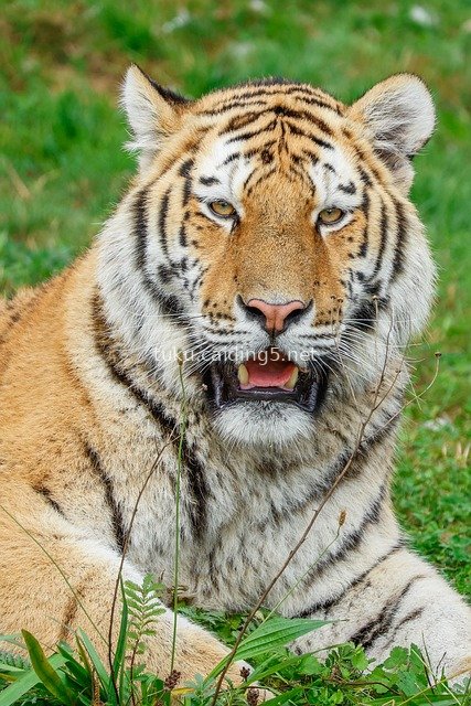 Close-Up of a Wild Tiger: A Dominant Big Cat in Nature