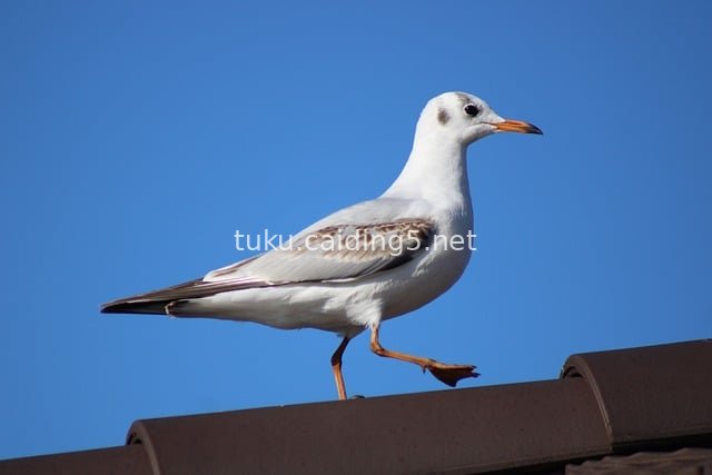 Vibrant Scene of a Black-headed Gull Standing on a Roof Against a Blue Sky Background