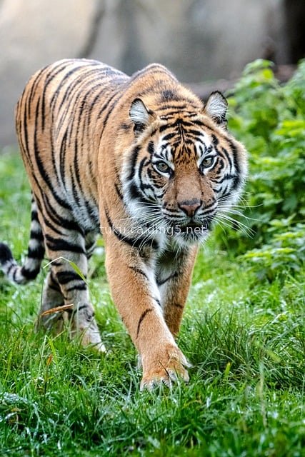 Vibrant Close-up of a Majestic Tiger Walking on Lush Green Grass