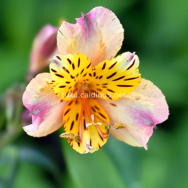 Alstroemeria (Inca Lily) Close-Up | Pink Petals, Yellow Stamens Garden Flower