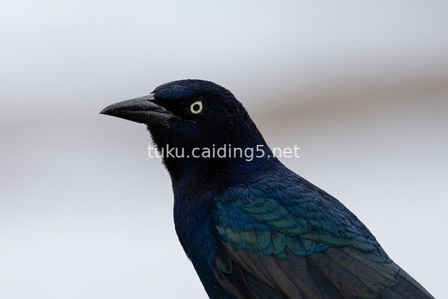 Close-up of a Blue-black Grackle: Detailed View of Feathers and Beak