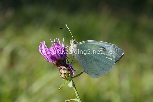 Close-up of White Butterfly Pollinating Purple Wildflower in Natural Ecology