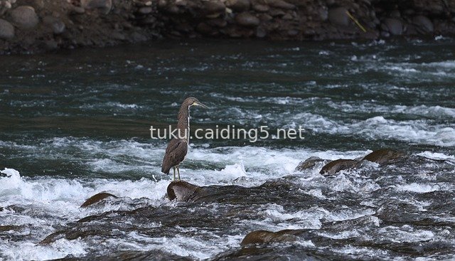 Tiger Heron in Rapids, Costa Rica - Wildlife Nature Scene Photography
