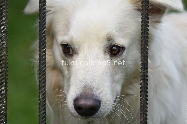 Heartwarming Moment: Adorable White Dog Gazes Through Fence