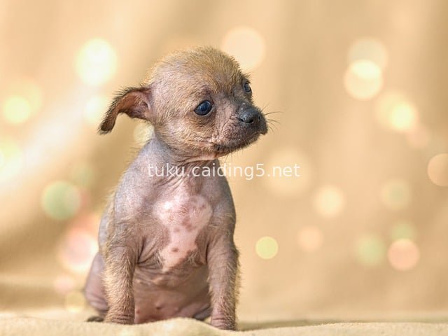 Adorable Chihuahua Puppy Portrait | Warm-Toned Cute Pet Photo