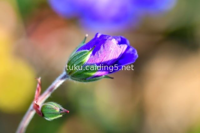 Macro Close-Up of Purple Geranium - Horticultural Perennial Flower Material