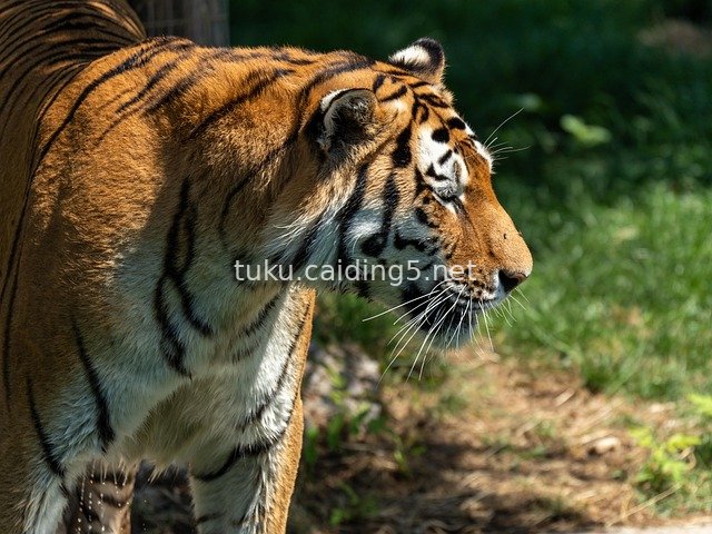 Close-Up of a Siberian Tiger: The Majestic Predator in Natural Habitat