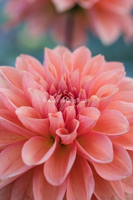 Close-Up of Pink Dahlia: Soft Petals Unfurl Natural Beauty