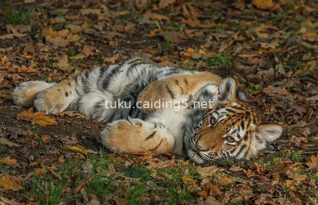 Adorable Tiger Cub Resting Among Autumn Leaves: A Cute Little Predator in Nature