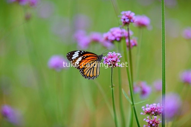 Tiger Butterfly Perched on Purple Verbena – Close-Up of Fresh Outdoor Nature