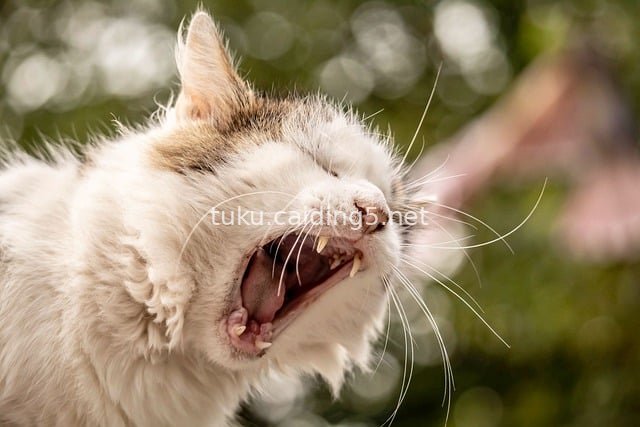 Adorable Yawning Cat | Funny Pet Portrait Wallpaper Material