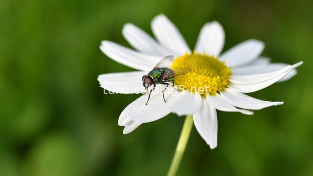 Macro Shot of a Green Fly Resting on a White Daisy: A Natural Moment